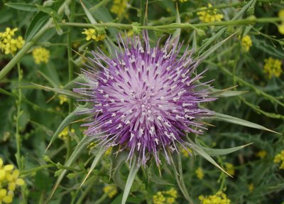 Thistle surrounded by mustard plants