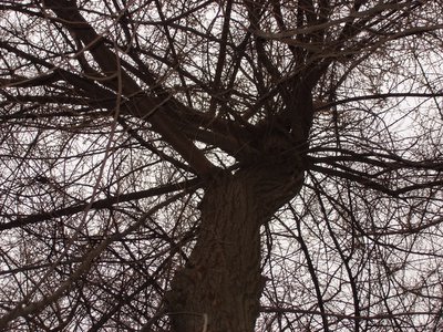 Tree in bud