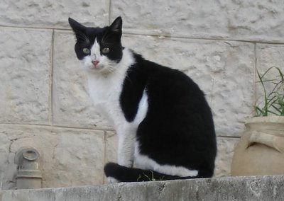Tuxedo cat standing guard