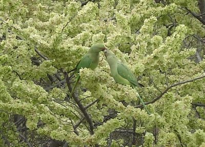 Two parakeets interacting