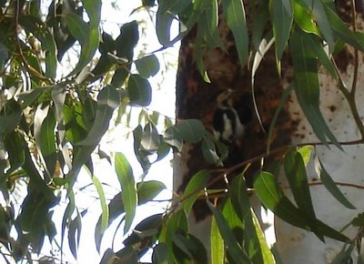 Woodpecker on eucalyptus tree