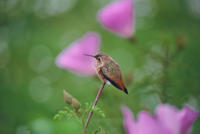 Allen's Hummingbird (Selasphorus sasin), Creator: Karney, Lee, Source: WO-Lee Karney- 3892, Publisher: U.S. Fish and Wildlife Service, Contributor: DIVISION OF PUBLIC AFFAIRS, Language: EN - ENGLISH, Rights: (public domain), Audience: (general)