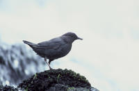 American dipper (Cinclus mexicanus), Title: American dipper, Alternative Title: Cinclus mexicanus, Creator: Menke, Dave, Source: WV-Menke Birds-1-7482, Publisher: U.S. Fish and Wildlife Service, Contributor: NATIONAL CONSERVATION TRAINING CENTER-PUBLICATIONS AND TRAINING MATERIALS.