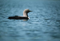 Arctic Loon (Gavia arctica), Title: Arctic Loon on Water, Alternative Title: Gavia arctica, Creator: U.S. Fish and Wildlife Service, Source: AK/RO/01521, Publisher: (none), Contributor: ASSISTANT REGIONAL DIRECTOR-EXTERNAL AFFAIRS.
