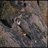 Arctic Peregrine Falcon (falco peregrinus tundrius), Title: Arctic Peregrine Falcon, Alternative Title: falco peregrinus tundrius, Creator: Maslowski, Steve, Source: WO-5230-51, Publisher: U.S. Fish and Wildlife Service, Contributor: DIVISION OF PUBLIC AFFAIRS.