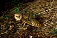 Barn Owl (Tyto alba), Title: Barn Owl, Alternative Title: Tyto alba, Creator: Zeillemaker, C.F., Source: CD#1_2783, Publisher: U.S. Fish and Wildlife Service, Contributor: DIVISION OF PUBLIC AFFAIRS,