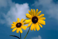 Sunflower State Flower of Kansas