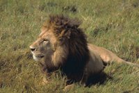 African lion, Africa, Animals, Mammals, Tanzania, Wildlife,