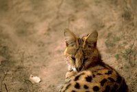 Title: Serval cat, Alternative Title: (Leptailurus serval), Creator: Stolz, Gary M. Source: WO5675-007, Publisher: U.S. Fish and Wildlife Service, Contributor: DIVISION OF PUBLIC AFFAIRS.
