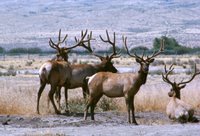 Title: Tule Elk, Alternative Title: cervus nannodes, Creator: Goldman, Luther C. Source: WO-254, Publisher: U.S. Fish and Wildlife Service, Contributor: DIVISION OF PUBLIC AFFAIRS.