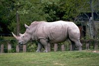 Title: White Rhinos, Alternative Title: (Ceratotherium simum), Creator: Stolz, Gary M. Source: WO8461-002, Publisher: U.S. Fish and Wildlife Service, Contributor: DIVISION OF PUBLIC AFFAIRS.