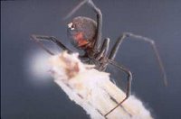 ORDER - ARANEIDA Spiders, Comb-footed spiders (Black Widows), White Sands National Monument, Checklist of Mammals, Reptiles, Amphibians and Insects, National Park Service, United States Department of the Interior