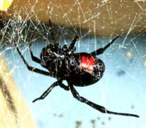 Black Widow Spider, This file has been released into the public domain by the copyright holder, its copyright has expired, or it is ineligible for copyright. This applies worldwide.