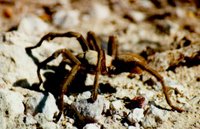 A tarantula spotted on an open piece of ground. National Park Service (NPS), U.S. Department of the Interior.