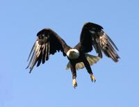 Bald Eagle (Haliaeetus leucocephalus), Creator: Coleman, Phil, Source: DI-Gulkana 