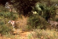 Beisa Oryx (Oryx beisa),  Africa, Animals, Kenya,, Mammals, Wildlife, deer. 