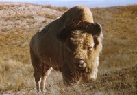 The American bison (Bison bison bison Linnaeus) is probably the most historically significant mammal on the North American continent.