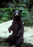 Black Bear (Ursus americanus), The American black bear inhabits wooded and mountainous areas throughout most of North America,