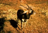 Title: Blackbuck Antelope, Alternative Title: (Antelope cervicapra, L.), Creator: Mitchell, Dick, Source: WO850-023, Publisher: U.S. Fish and Wildlife Service, Contributor: DIVISION OF PUBLIC AFFAIRS