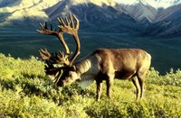 Title: Caribou, Alternative Title: (Reindeer), Creator: Biggins, Dean, Source: WO3772-023, Publisher: U.S. Fish and Wildlife Service, Contributor: DIVISION OF PUBLIC AFFAIRS