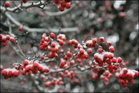 Snow settles softly on every branch and berry in the Rose Garden during the first snowfall of the season Monday, Dec. 5, 2005. White House photo by Shealah Craighead.