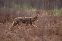 Title: Coyote, Alternative Title: (Canis latrans), Creator: Hollingsworth, John and Karen, Source: WV10130, Publisher: (none), Contributor: NATIONAL CONSERVATION TRAINING CENTER-PUBLICATIONS AND TRAINING MATERIALS