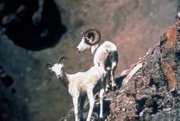 Title: Dall Sheep Pair, Alternative Title: (Ovis dalli dalli), Creator: U.S. Fish and Wildlife Service, Source: AK/RO/03177, Publisher: (none), Contributor: ASSISTANT REGIONAL DIRECTOR-EXTERNAL AFFAIRS