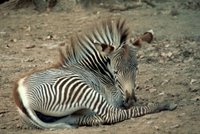 Title: Grevy's Zebra, Alternative Title: (Equus grevyi), Creator: Stolz, Gary M., Source: WO5669-007, Publisher: U.S. Fish and Wildlife Service, Contributor: DIVISION OF PUBLIC AFFAIRS