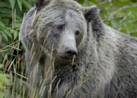 Title: Grizzly Bear in Yellowstone National Park, Alternative Title: Ursus arctos horribilis, Creator: Terry Tollefsbol, Publisher: U.S. Fish and Wildlife Service, Contributor: NATIONAL CONSERVATION TRAINING CENTER-PUBLICATIONS AND TRAINING MATERIALS