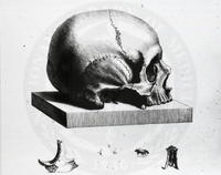 Osteographica, or, The Anatomy of the Bones . . London: [1733?] Skull