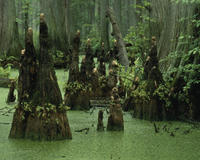 The ancient bald cypress trees, some more than 1,000 years old, give one a sense of time standing still.