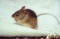 Title: Prebles Meadow Jumping Mouse, Alternative Title: (Zapus hudsonius preblei), Creator: USFWS, Source: WO-8747, Publisher: USFWS, Contributor: