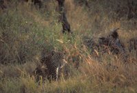 Title: Leopard, Alternative Title: (Panthera pardus), Creator: Stolz, Gary M. Source: WO5666-007, Publisher: U.S. Fish and Wildlife Service, Contributor: DIVISION OF PUBLIC AFFAIRS.