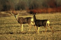 Title: Mule Deer, Alternative Title: (Odocoileus hemionus), Creator: USFWS Photo, Source: WO3857-023, Publisher: U.S.Fish and Wildlife Service, Contributor: DIVISION OF PUBLIC AFFAIRS.