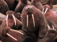 Title: Pacific Walrus at Cape Peirce, Alternative Title: (Odobenus rosmarus), Creator: U.S. Fish and Wildlife Service, Source: walrus_cover_photo, Publisher: (none) Contributor: TOGIAK NATIONAL WILDLIFE REFUGE