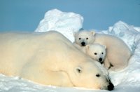 Title: Polar Bear and Cubs, Alternative Title: Ursus maritimus, Creator: Steve Amstrup, Source: SL-03407, Publisher: U.S. Fish and Wildlife Service, Contributor: ASSISTANT REGIONAL DIRECTOR-EXTERNAL AFFAIRS.