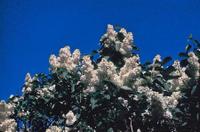 The Purple Lilac (Syringa vulgaris)was named the state flower of New Hampshire in 1919.