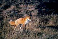 Title: Red Fox, Alternative Title: (Vulpes vulpes), Creator: Thiele, Jim, Source: WO1524-25, Publisher: U.S. Fish and Wildlife Service, Contributor: DIVISION OF PUBLIC AFFAIRS.