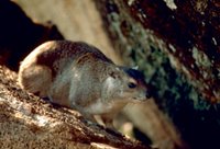 Title: Rock Hyrax, Alternative Title: (Procavia capensis), Creator: Stolz, Gary M. Source: WO5643-007, Publisher: U.S. Fish and Wildlife Service, Contributor: DIVISION OF PUBLIC AFFAIRS.