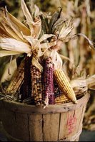 Thanksgiving Corn Harvest, USDA Photo by: Robert R. Edwards