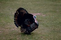 Thanksgiving Turkey 3 (Meleagris gallopavo silvestris)
