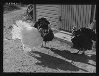 Turkeys on the farm reproduction number, LC-USF34-042445-D DLC