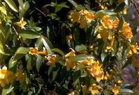 Yellow Jessamine (Gelsemium sempervirens) was named the state flower of South Carolina in 1924.