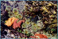 Tidepool Anemones, NOAA, Olympic Coast National Marine Sanctuary