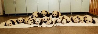 Panda Kindergarten Webcast