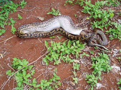 Snake eat kangaroo 2