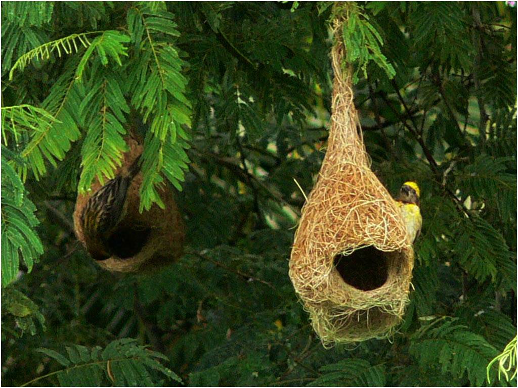 Image result for weaver bird nest india