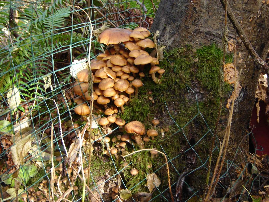 Mushroom's-Blog: November 2006