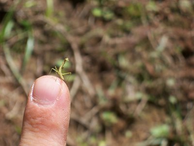 AN Itty Bitty Mantis on my Finger!!!