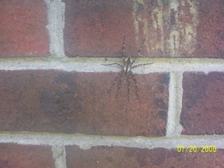 Our Spider Friend